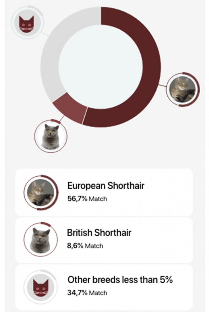Une capture d'écran de l'application Cat Scanner montrant le résultat de l'analyse d'une photo d'un chat pour déterminer sa race