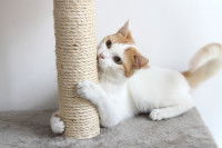 Un chat roux et blanc fait ses griffes sur un griffoir