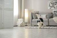 Un chat noir et blanc marche dans un grand salon