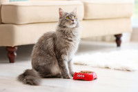 Un chat Maine Coon dans le salon devant une gamelle de croquettes