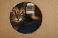Un chat Abyssin est caché dans une boîte en carton
