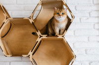 Un British Shorthair assis dans une niche d'un parcours mural