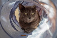 Un Burmese Américain gris joue dans un tunnel pour chat