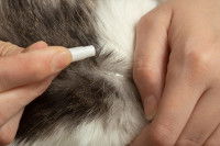 Une femme utilise une pipette anti-puce sur un chat