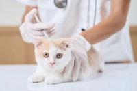 Une femme vétérinaire vaccine un chaton roux et blanc