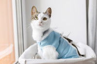 Un chat avec un bandage à la suite d'une opération de stérilisation