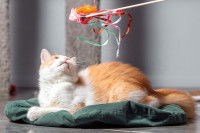 Un chat roux et blanc joue avec un plumeau dans le salon