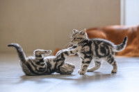 Deux chatons en train de jouer ensemble