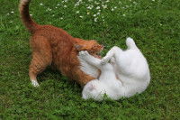Un chat roux et un chat blanc qui se bagarrent