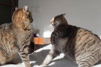 Deux chats tigrés se bagarrent par jalousie