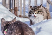Deux chats se préparent à se battre dans la neige