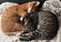 Deux chats dorment ensemble