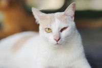 Un chat blanc blessé à l'oeil