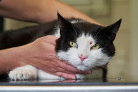 Un chat noir et blanc blessé au visage
