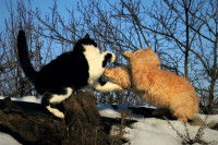 Deux chats se battent dans la neige