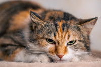Gros plan sur un chat tricolore stressé