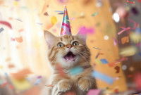Un chaton avec un chapeau d'anniversaire et des confettis