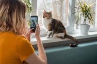 Une femme prend son chat tricolore en photo
