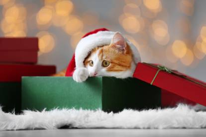 Peut-on offrir un chat à Noël ?