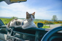 Un chat allongé sur le tableau de bord d'un camping-car
