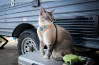 Un chat avec un harnais assis sur une valise devant un camping-car