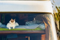 Un chat allongé sur un matelas dans un camping-car