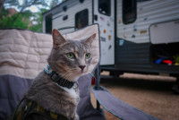 Un chat attaché sur un siège devant un camping-car