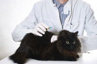 Un vétérinaire fait un vaccin à un gros chat noir