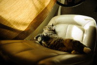 Un chat se repose sur un siège dans un camping-car