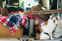 Un chat tricolore dans une voiture
