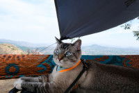 Un chat gris allongé dans un camping