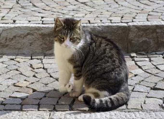 Chat Accidente Mon Chat A Eu Un Accident Comment Reagir