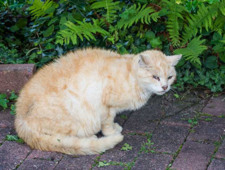 Chat Accidente Mon Chat A Eu Un Accident Comment Reagir