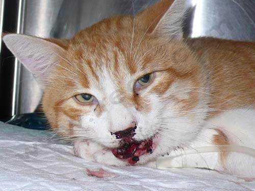 Chat Accidente Mon Chat A Eu Un Accident Comment Reagir