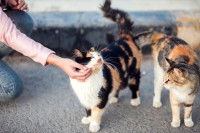 Deux chats tricolore en rue