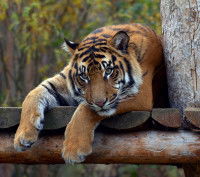 Un tigre perché à un arbre