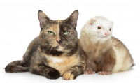 Un chat bicolore et un furet
