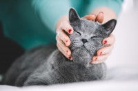 Un chat gris foncé se fait caresser la tête par sa maitresse