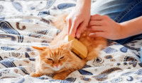 Un chat tigré roux se fait brosser les poils
