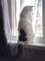 Un chat noir et blanc se dresse face à une fenêtre