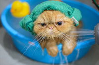Un petit chat roux prenant un bain avec un gant de toilette sur la tête