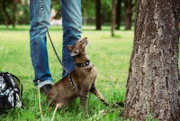 Un chat avec un harnais veut grimper dans l'arbre