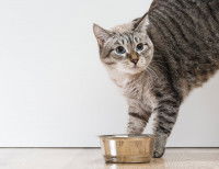 Un chat tigré aux yeux bleus devant sa gamelle