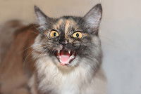 Un chat aux grands yeux jaunes miaule