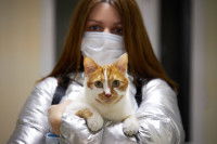 Une maitresse tient son chat bicolore dans ses bras