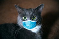 Un chat gris foncé avec un masque chirurgical