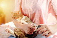 Une maitresse coupe les ongles de son chat tigré