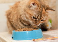 Un chat roux tigré mange ses croquettes