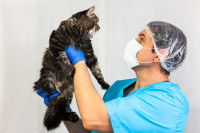 Un vétérinaire tenant un chat tigré à bout de bras