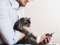 Un maitre joue avec son téléphone avec son chat